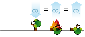 Decomposizione delle biomasse